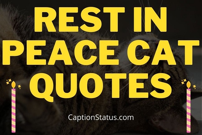 Rest in Peace Cat Quotes